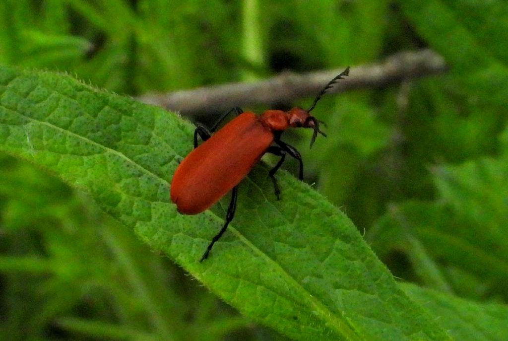 Pyrochroa serraticornis, (Pyrochroidae)
